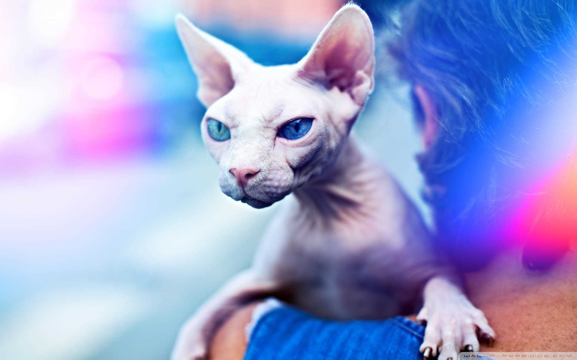 Sphynx