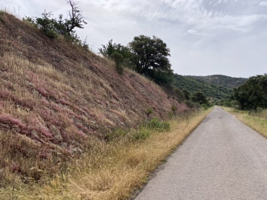 Vegetazione colorata ai bordi della strada