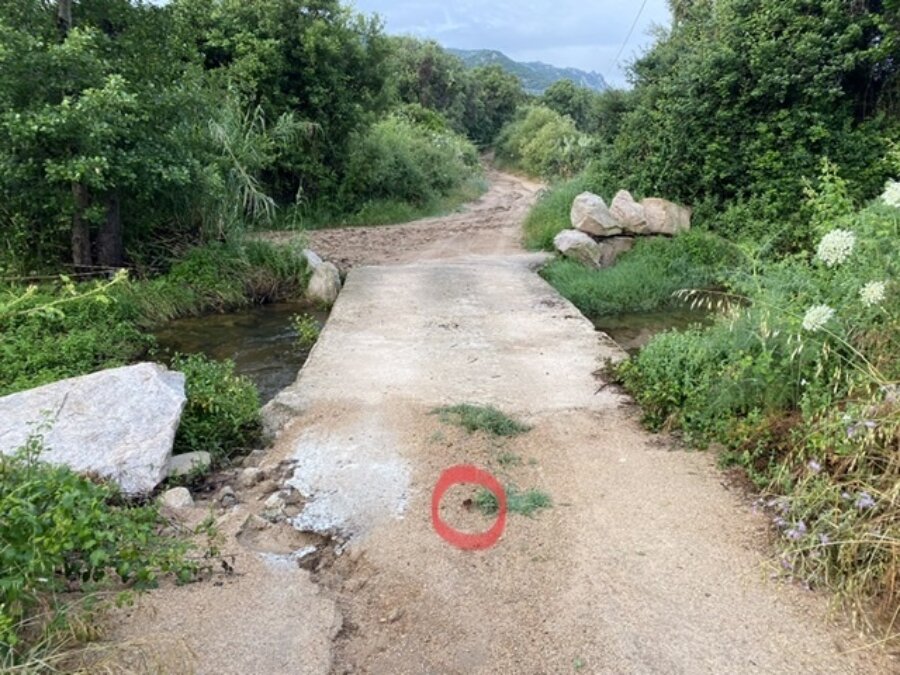 Gambero della Louisiana minaccioso