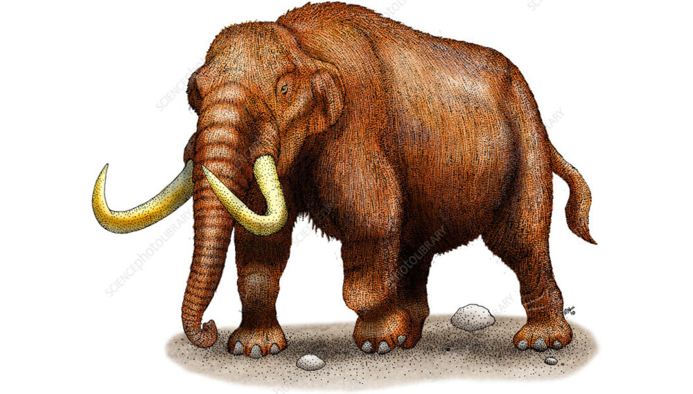 Illustrazione scientifica di un mastodonte