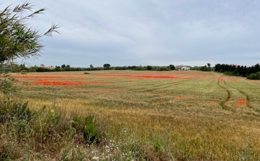 Campagna con papaveri