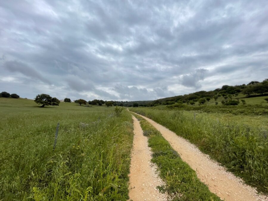 Strada di compagna tra due campi