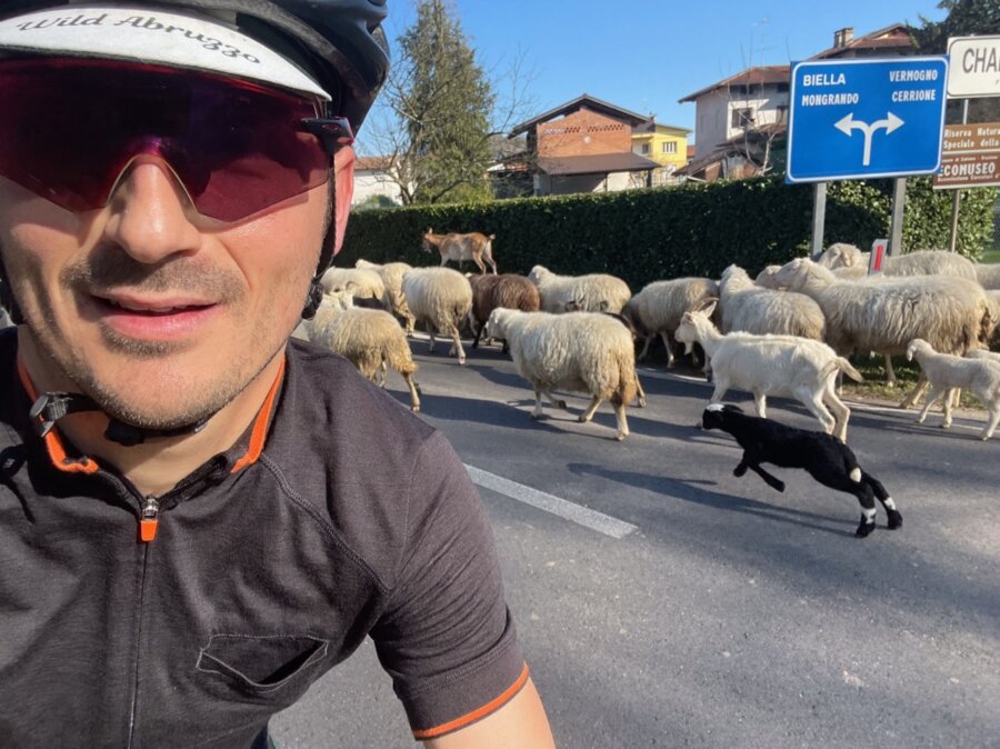 Selfie con gregge di pecore sullo sfondo