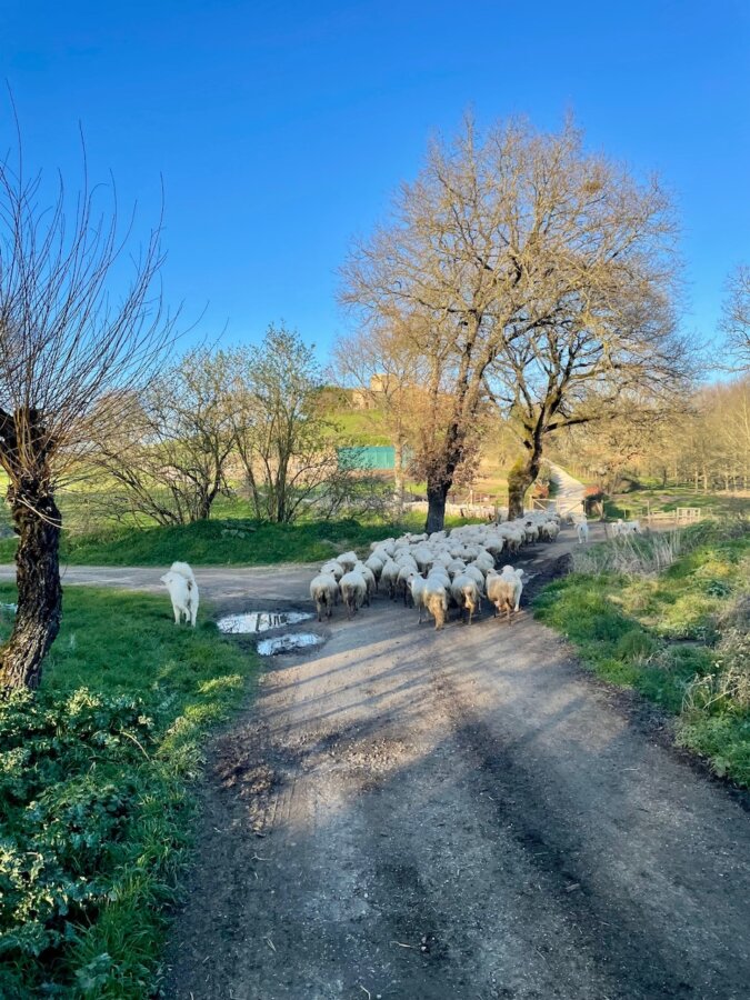 Gregge di pecore con annesso cane pastore
